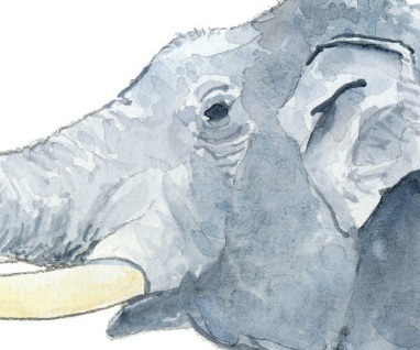 The Eighteenth Elephant